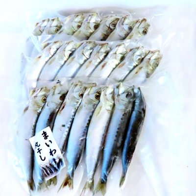 画像1: 【送料無料】山陰沖 日本海産　まいわし一夜干し7尾 ３袋 焼き物 唐揚げ 南蛮漬け てんぷら